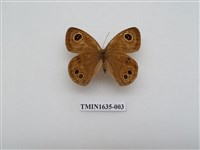 藏品(寶島波眼蝶)的圖片